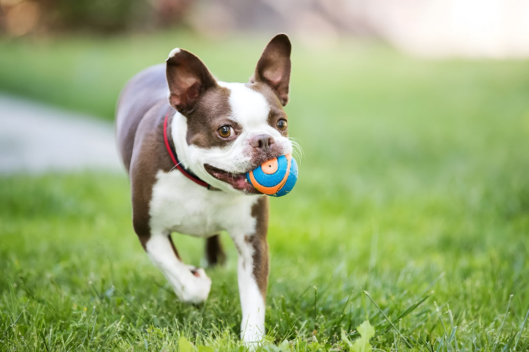 Choosing Safe And Engaging Toys For Pets