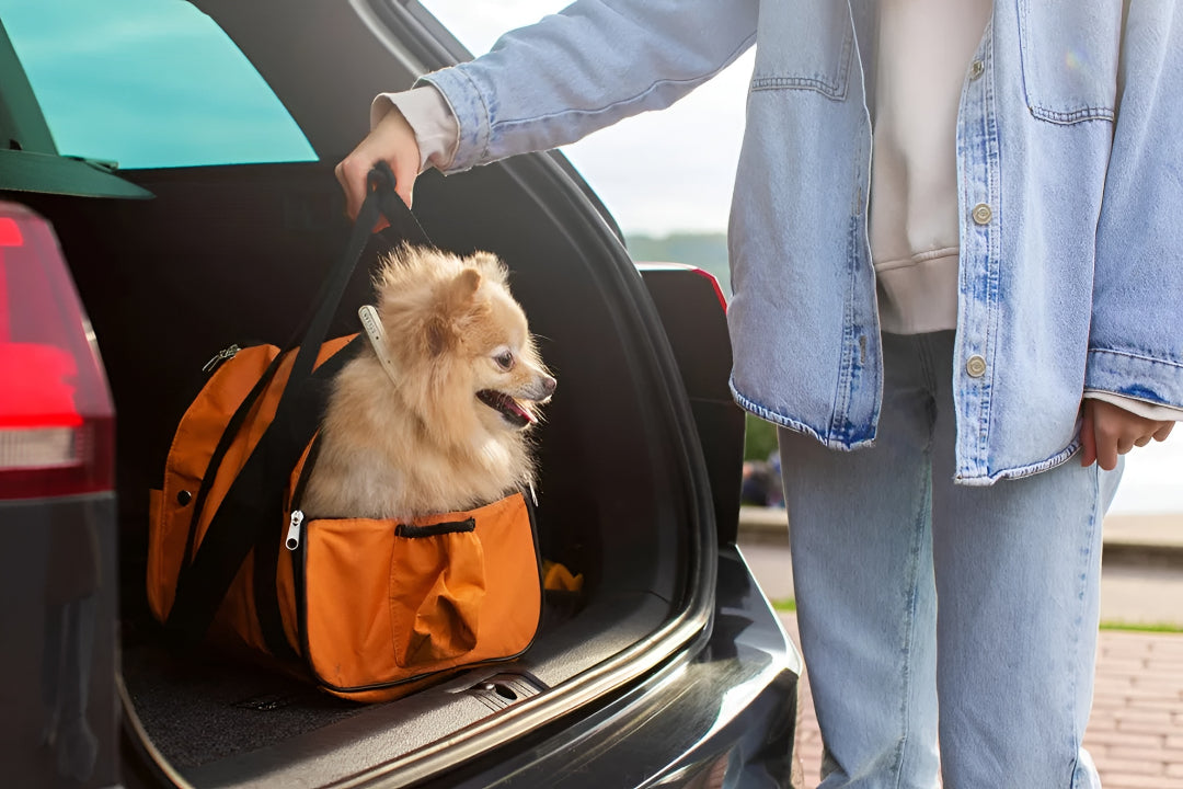 Safe Travel Tips Using Pet Carriers Daily