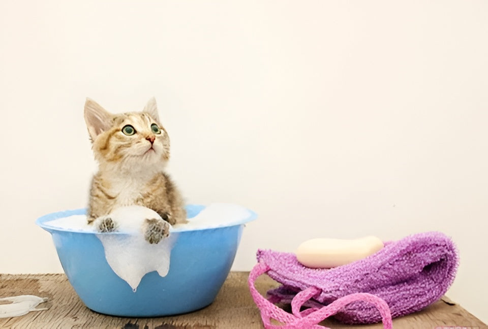 Essential Bath Supplies For Cleaner Happy Pets